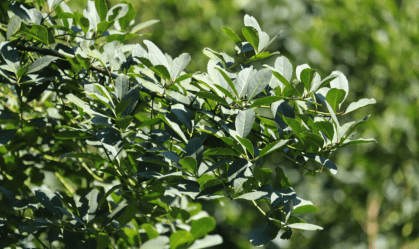 Cultivo de erva-mate no PR é eleito patrimônio agrícola mundial pela ONU