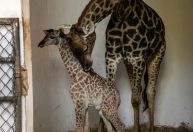 Girafa de espécie vulnerável de extinção nasce no Zoológico de São Paulo