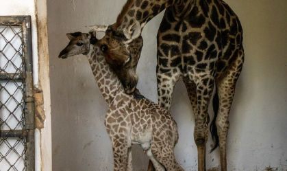 Girafa de espécie vulnerável de extinção nasce no Zoológico de São Paulo