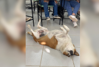 Cachorro mascote da UFSM é "nomeado" como pró-reitor de assuntos caninos