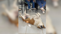 Cachorro mascote da UFSM é "nomeado" como pró-reitor de assuntos caninos
