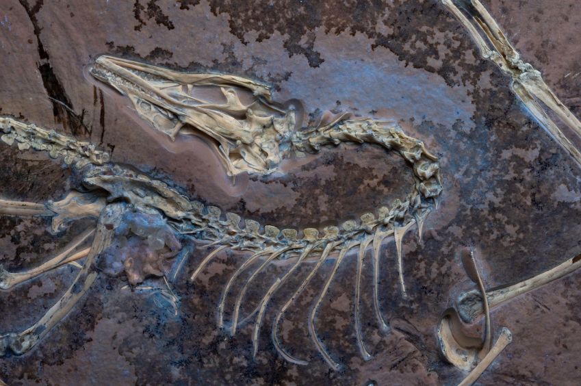 O fóssil do Archaeopteryx aparece sob luz UV, com os tecidos moles ao lado do esqueleto • Delaney Drummond/Museu Field