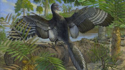 Aqui é mostrada uma reconstrução do Archaeopteryx, que tinha penas indicando que podia realizar voos motorizados, de acordo com uma nova pesquisa