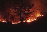 COP30: Ano de 2024 - Recorde global de incêndios em florestas no mundo