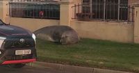 Elefante-marinho é visto “passeando” em área residencial na África do Sul