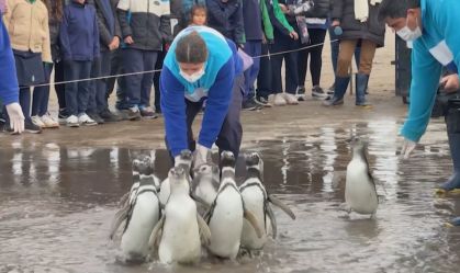 Pinguins retornam ao mar após reabilitação na Argentina; veja momento