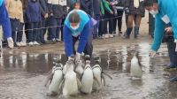 Pinguins retornam ao mar após reabilitação na Argentina; veja momento