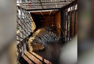 Onça que devorou caseiro chega a instituto mantenedor de animais em SP