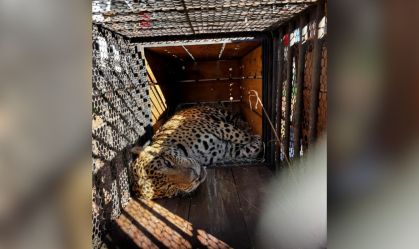 Onça que devorou caseiro chega a instituto mantenedor de animais em SP