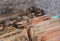 Jararaca é resgatada no quintal de casa em Santa Catarina