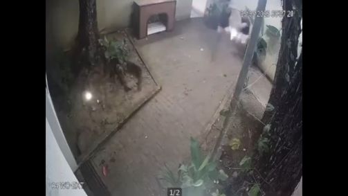 Momento em que homem é baleado por delegado