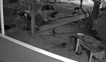 Vídeo: cachorros espantam onça na área urbana de Corumbá, no MS