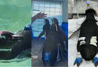 Vídeo: Ao som de "Madagascar", pinguins são soltos no mar em Florianópolis