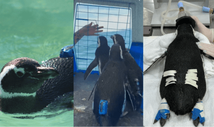 Vídeo: Ao som de "Madagascar", pinguins são soltos no mar em Florianópolis