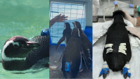 Vídeo: Ao som de "Madagascar", pinguins são soltos no mar em Florianópolis