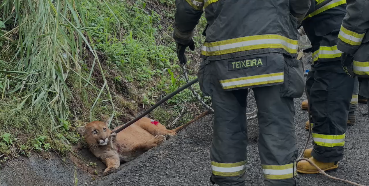 Onça-parda atropelada por Hilux em SP morre 3 dias após acidente