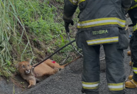Onça-parda atropelada por Hilux em SP morre 3 dias após acidente