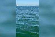 Tubarão mais rápido do mundo é visto em praia da Barra da Tijuca, no Rio