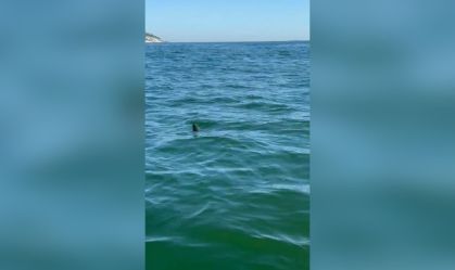 Tubarão mais rápido do mundo é visto em praia da Barra da Tijuca, no Rio