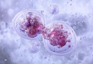 Células não ficam esféricas antes da mitose, afirma novo estudo