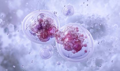Células não ficam esféricas antes da mitose, afirma novo estudo
