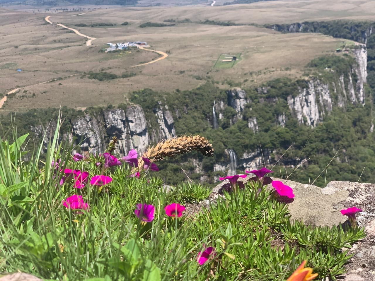 Espécie de Petunia, no Rio Grande do Sul, gênero estudado por Goro Hashimoto • Arquivo/ USP