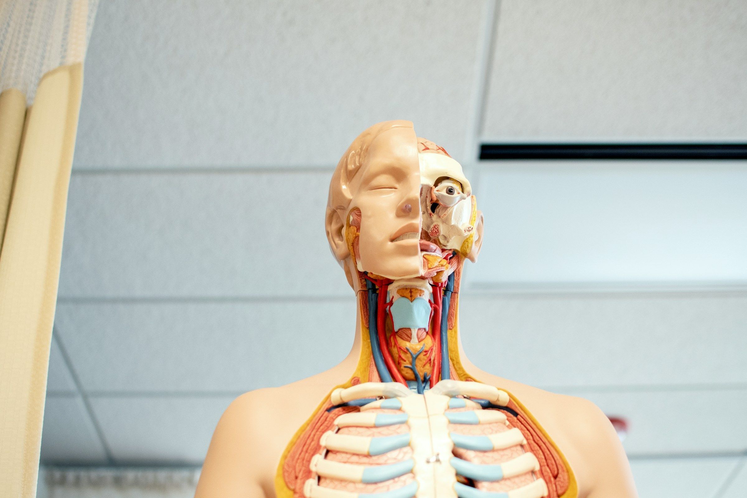 Boneco de medicina