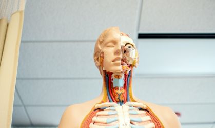 Boneco de medicina