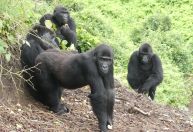 Gorilas fêmeas resgatadas se adaptam à vida selvagem no Congo