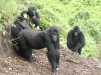 Gorilas fêmeas resgatadas se adaptam à vida selvagem no Congo