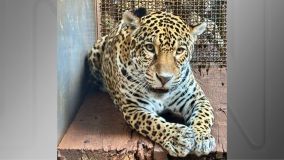 Onça-pintada nasceu no interior do Pará e viverá no Zoológico de São Paulo