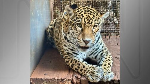 Onça-pintada nasceu no interior do Pará e viverá no Zoológico de São Paulo