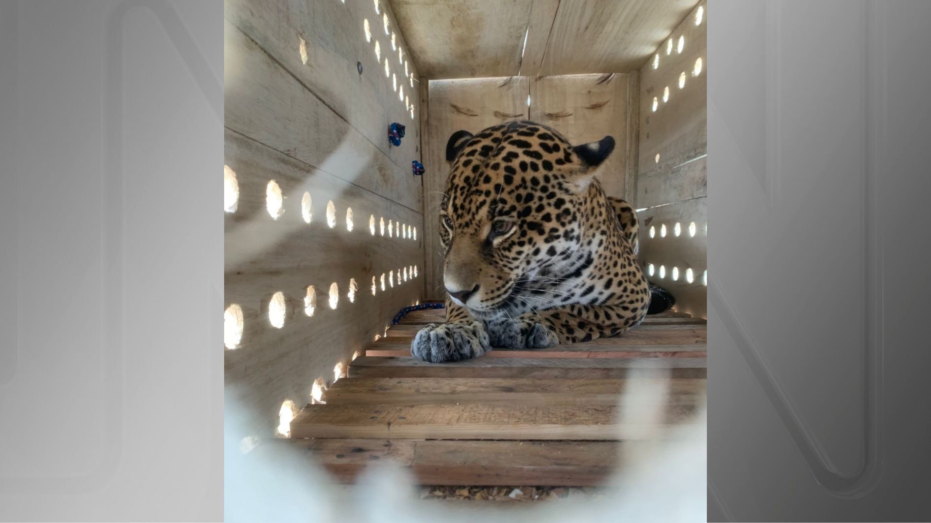 Onça-pintada foi colocada em caixa especial para o transporte aéreo em avião da Latam
