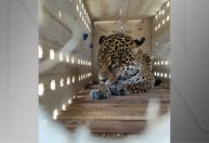 Passageira feroz: Onça-pintada viaja de avião do Pará a SP