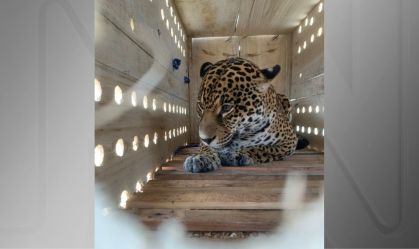 Onça-pintada foi colocada em caixa especial para o transporte aéreo em avião da Latam
