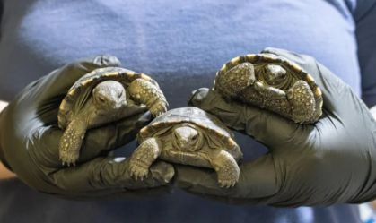 Zoológico dos EUA recebe novos filhotes de tartarugas-das-galápagos