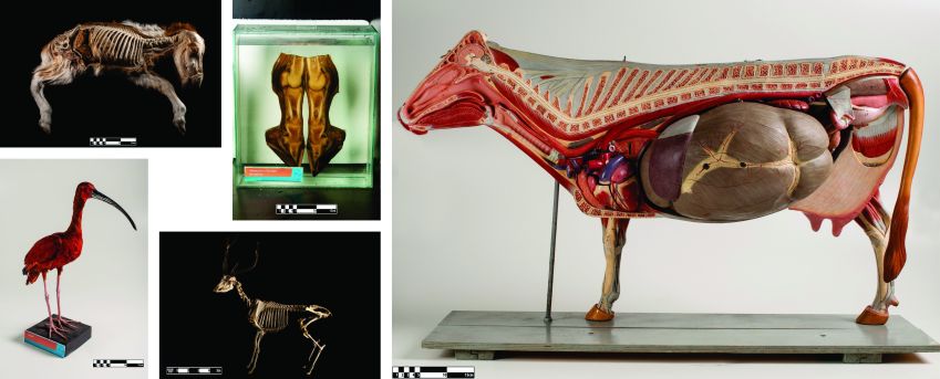 Conjunto de cinco exemplares do Museu preparados com diferentes técnicas de conservação. • Wagner Souza e Silva