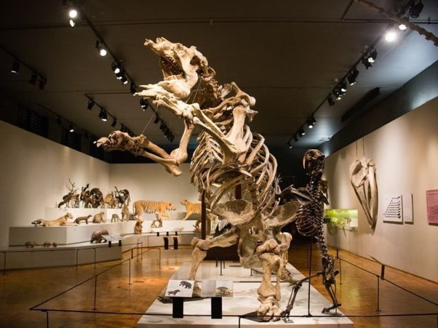 Museu de Zoologia conta com acervo de espécies extintas • Divulgação/MZUSP