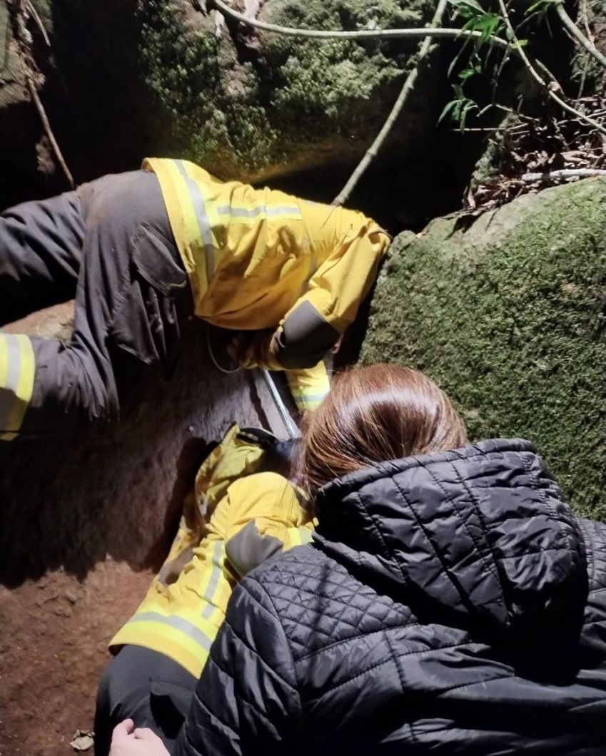 Corpo de Bombeiros realizou um trabalho de horas para retirar o animal sem ferimentos • Reprodução/Corpo de Bombeiros Voluntários de Carlos Barbosa