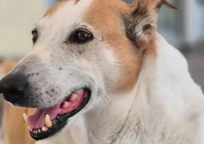 Silveira. Ele é amarelo e branco