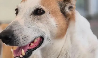 "Pró-reitor" da UFSM, cão Silveira é adotado e deixa campus