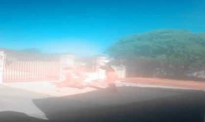 Vídeo: coletores de lixo são atacados por pitbull no Paraná