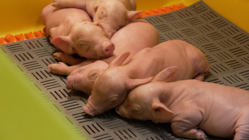 Experimentos iniciais no transplante de órgãos de animais em humanos estão criando possíveis caminhos para salvar vidas • CNN
