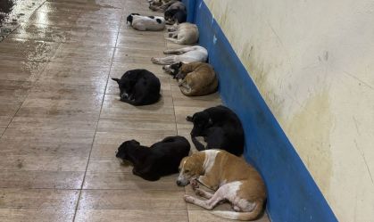 Morte em série de cães por envenenamento é investigada pelo MP no Pará