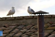 Gaivota da chaminé do conclave desperta alerta para dilema urbano da Europa