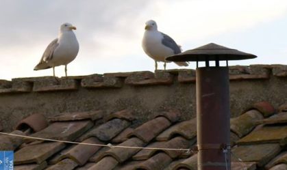 Gaivota da chaminé do conclave desperta alerta para dilema urbano da Europa