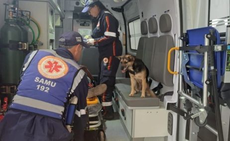 Cachorra ficou ao lado do tutor após ele ter sido resgatado em ambulância