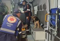 Vídeos: Cadela se recusa a abandonar tutor atropelado e entra em ambulância