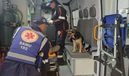 Vídeos: Cadela se recusa a abandonar tutor atropelado e entra em ambulância
