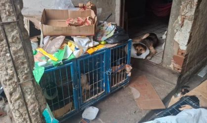 Falsos veterinários são presos por castrações ilegais de animais no Piauí
